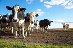 Agricultural Litigation